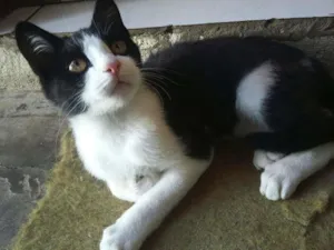 Gato raça Sem raça definida idade 7 a 11 meses nome Pipoca