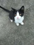 Pipoca