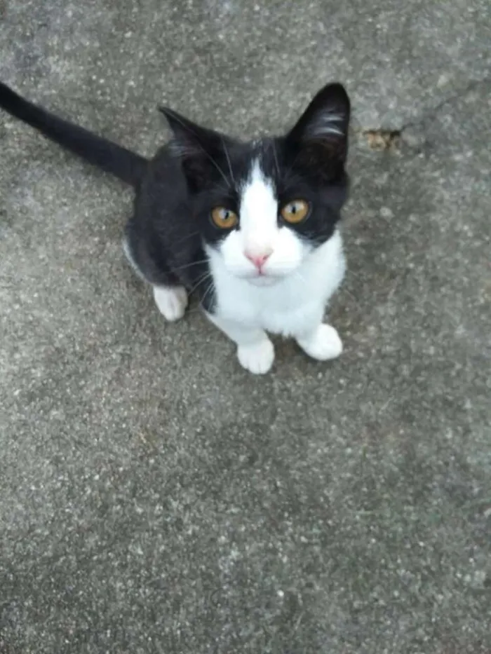 Gato ra a Sem raça definida idade 7 a 11 meses nome Pipoca
