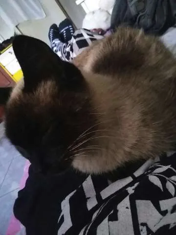 Gato ra a Siamês idade 3 anos nome Messy