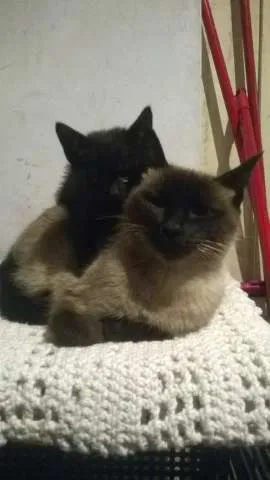 Gato ra a Siamês idade 3 anos nome Messy