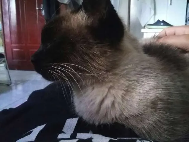 Gato ra a Siamês idade 3 anos nome Messy