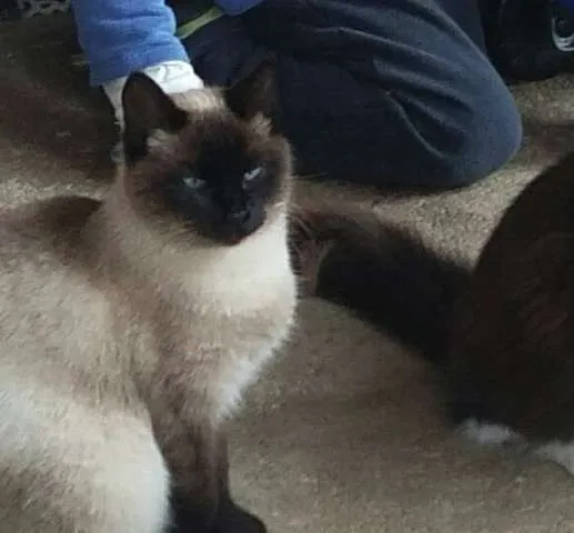 Gato ra a Siamês idade 3 anos nome Messy