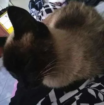 Gato ra a Siamês idade 3 anos nome Messy