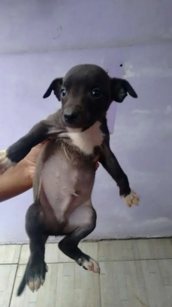 Cachorro ra a sem raça definida idade Abaixo de 2 meses nome sem nome