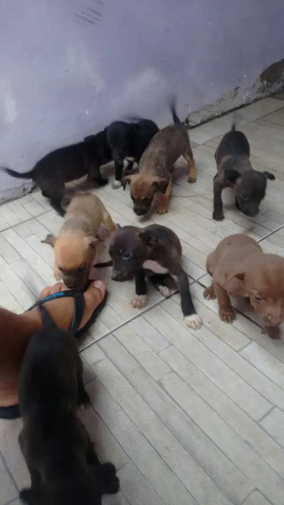 Cachorro ra a sem raça definida idade Abaixo de 2 meses nome sem nome
