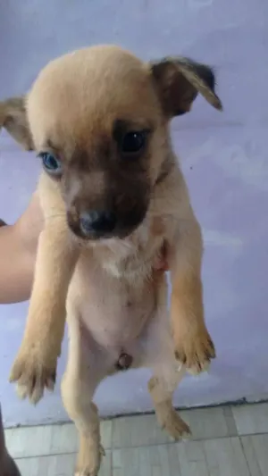 Cachorro raça sem raça definida idade Abaixo de 2 meses nome sem nome