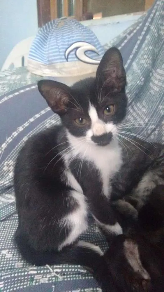 Gato ra a Sem raça definida idade Abaixo de 2 meses nome Sem nomes