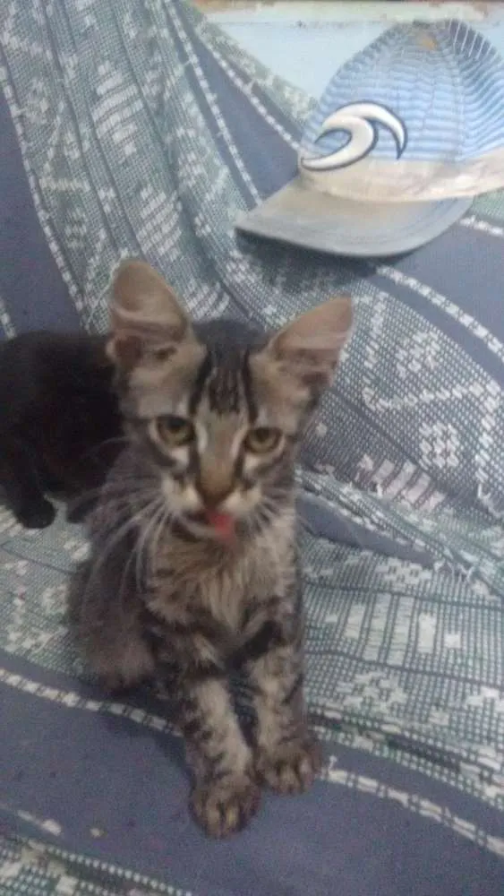 Gato ra a Sem raça definida idade Abaixo de 2 meses nome Sem nomes