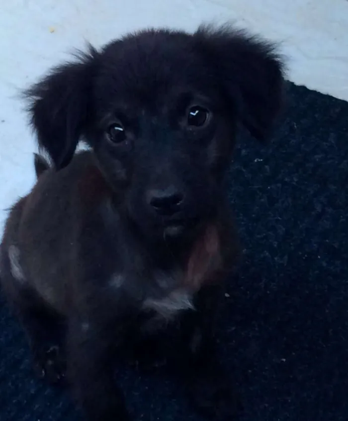 Cachorro raça Não sei  idade Abaixo de 2 meses nome Sem nome