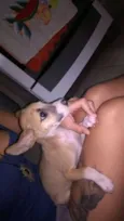 mascote