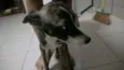 cebolinha