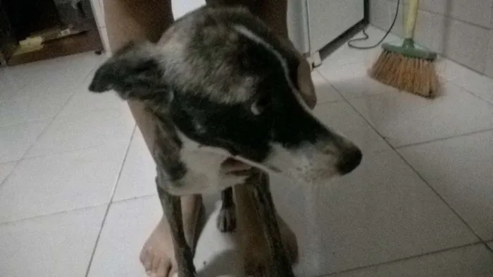 Cachorro ra a SRD idade 1 ano nome cebolinha