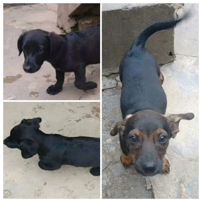Cachorro ra a Fox paulistinha misturado com basset  idade 2 a 6 meses nome Não tem nome 