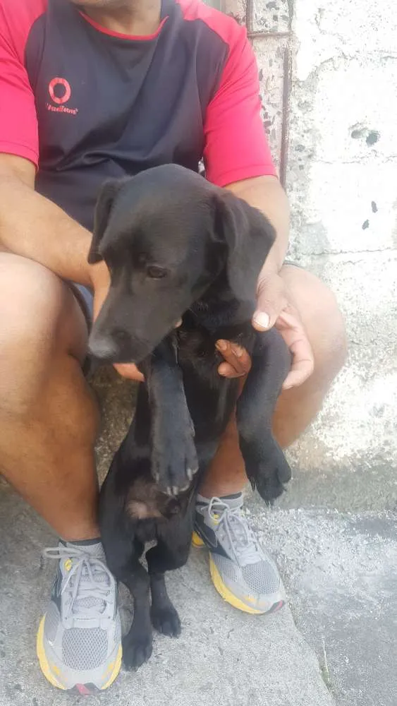 Cachorro ra a Fox paulistinha misturado com basset  idade 2 a 6 meses nome Não tem nome 