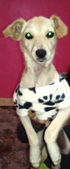 Cachorro raça SRD idade 2 a 6 meses nome magali