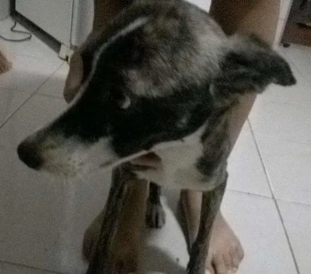 Cachorro ra a SRD idade 1 ano nome cebolinha