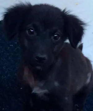 Cachorro raça Não sei  idade Abaixo de 2 meses nome Sem nome