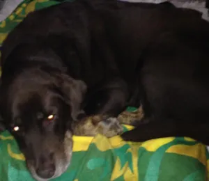 Cachorro raça Labrador idade 6 ou mais anos nome Kiara GRATIFICA
