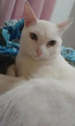Gato raça  idade 1 ano nome Billy