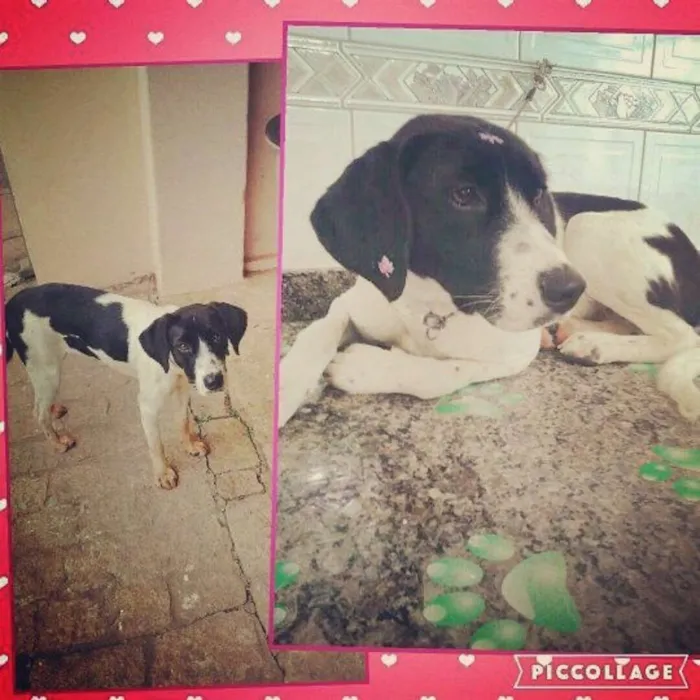 Cachorro ra a SRD idade 1 ano nome Milka