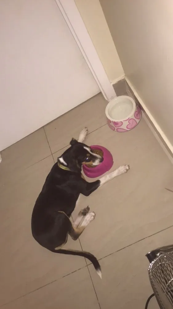 Cachorro ra a Vira lata idade 2 a 6 meses nome Pitu
