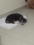 Pitu