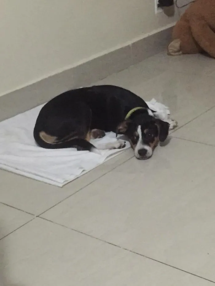 Cachorro ra a Vira lata idade 2 a 6 meses nome Pitu