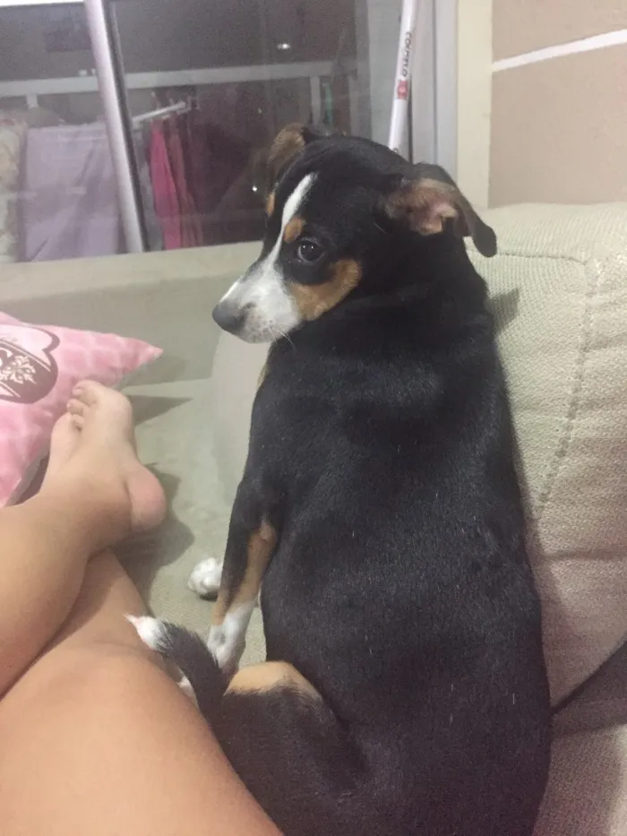 Cachorro ra a Vira lata idade 2 a 6 meses nome Pitu