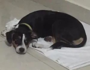 Cachorro raça Vira lata idade 2 a 6 meses nome Pitu