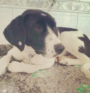 Cachorro raça SRD idade 1 ano nome Milka