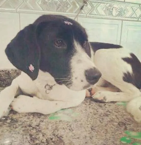 Cachorro ra a SRD idade 1 ano nome Milka