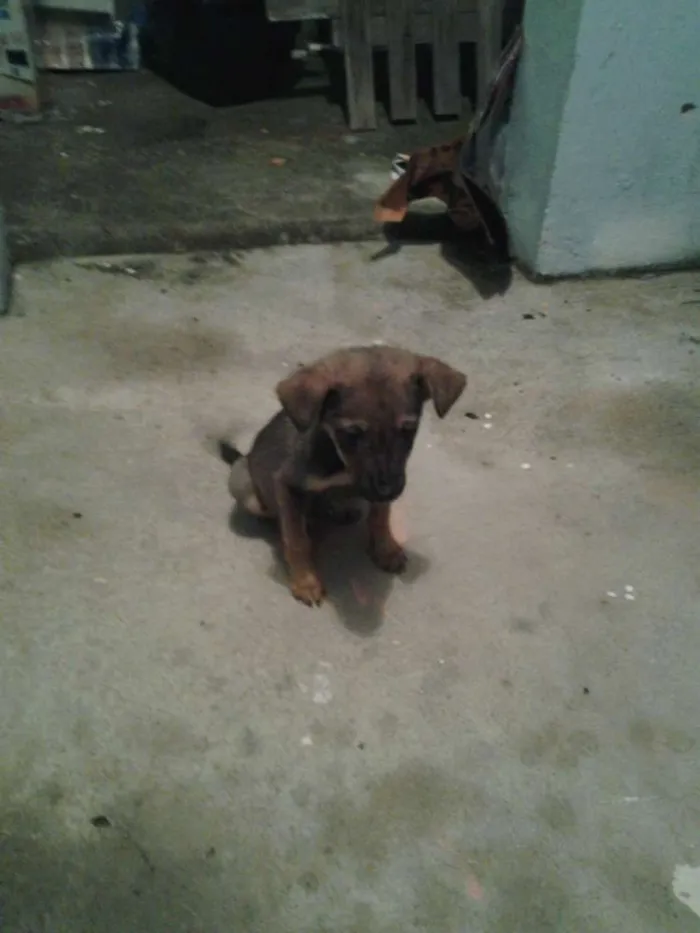 Cachorro ra a SRD idade 2 a 6 meses nome Jujuba