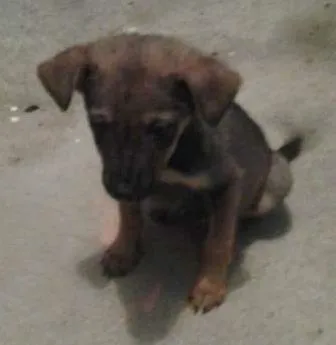 Cachorro ra a SRD idade 2 a 6 meses nome Jujuba