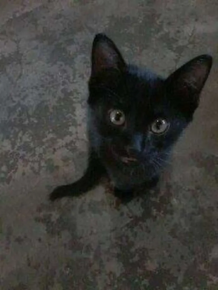 Gato raça  idade  nome Banguela