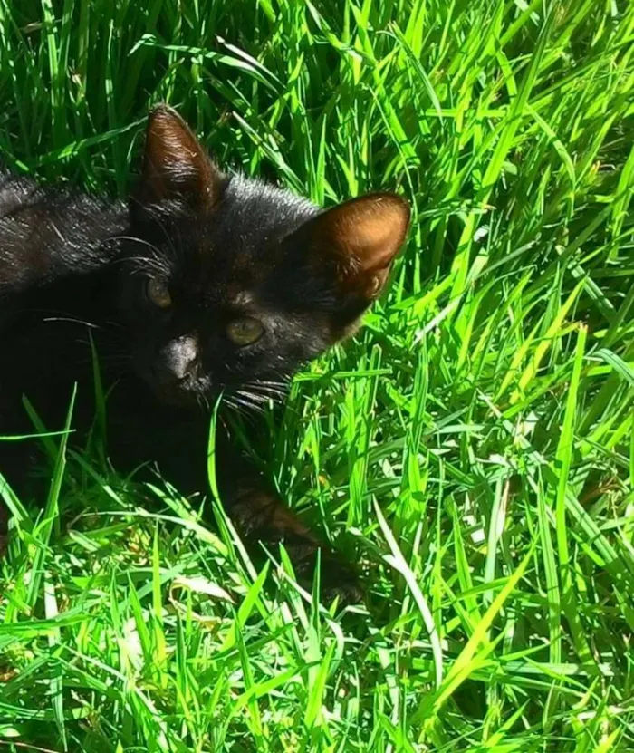Gato raça  idade  nome Banguela