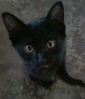 Gato raça  idade  nome Banguela
