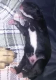 Cachorro raça Viralata idade Abaixo de 2 meses nome Filhotes 