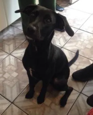 Cachorro raça Vira lata  idade 7 a 11 meses nome Preta