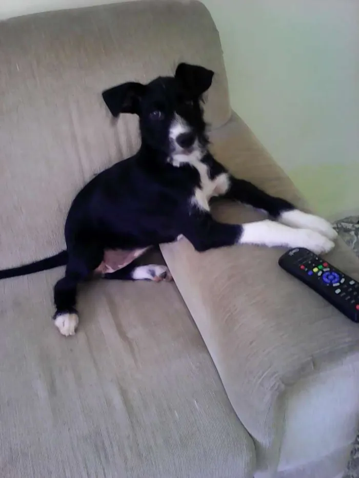 Cachorro ra a Indefinida idade 2 a 6 meses nome Kaile