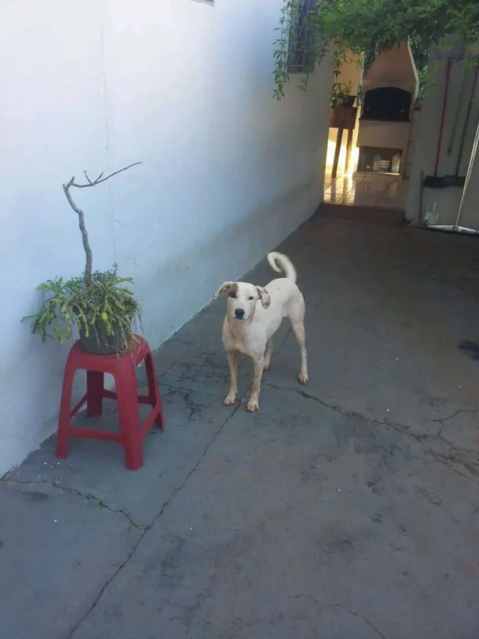 Cachorro ra a SRD idade 7 a 11 meses nome sem nome
