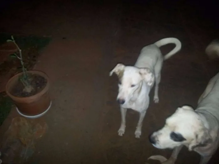 Cachorro ra a SRD idade 7 a 11 meses nome sem nome