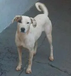 Cachorro ra a SRD idade 7 a 11 meses nome sem nome