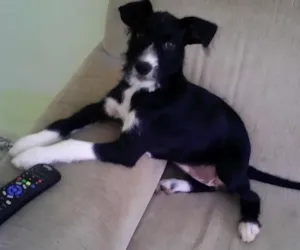 Cachorro raça Indefinida idade 2 a 6 meses nome Kaile