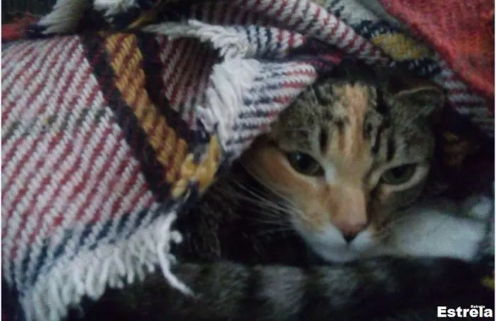 Gato ra a SRD idade 6 ou mais anos nome Lua e Estrela