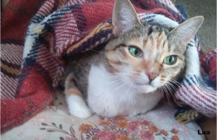 Gato ra a SRD idade 6 ou mais anos nome Lua e Estrela