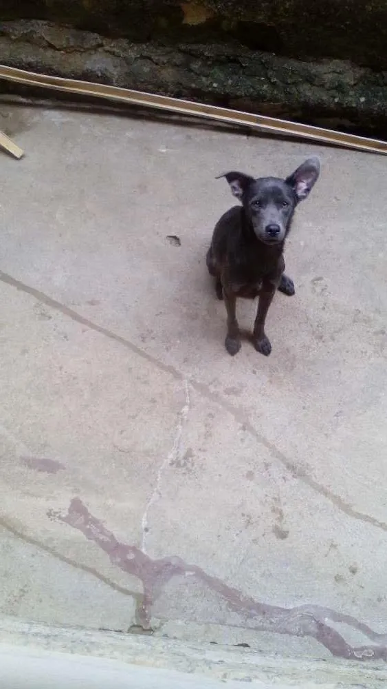 Cachorro raça Vira lata  idade 7 a 11 meses nome Sheyk