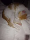 TOM