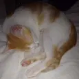 TOM