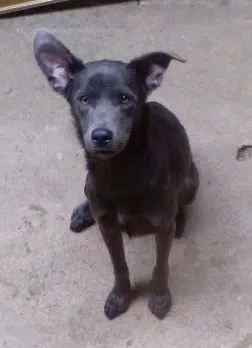 Cachorro raça Vira lata  idade 7 a 11 meses nome Sheyk